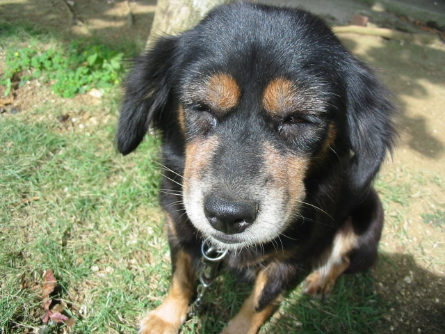 紫外線を眩しそうにしている犬の写真