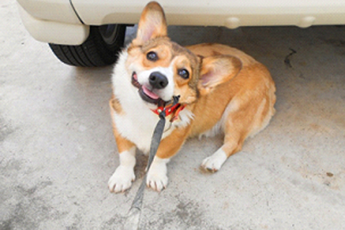 狂犬病と混合ワクチンの同日接種はできません