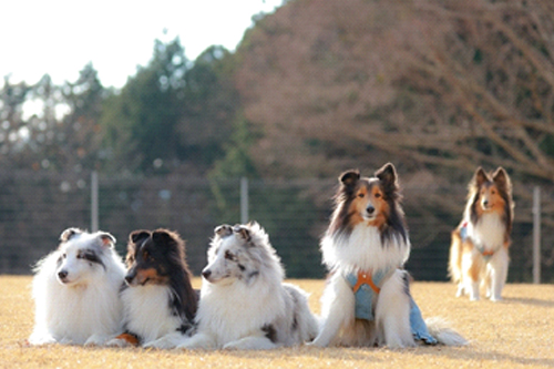 犬の混合ワクチン接種前に知っていてほしいこと