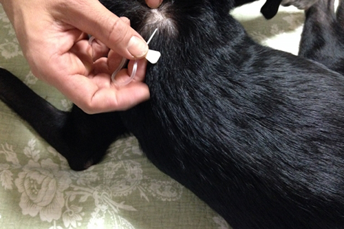 病院を嫌がる理由を知ろう