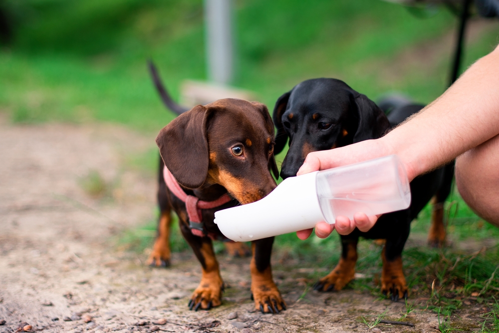 愛犬が熱中症になってしまった！