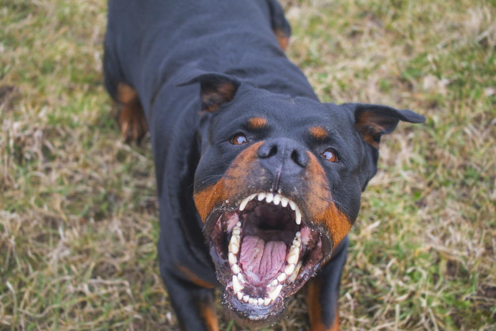 愛犬が他の犬に噛まれてしまった！