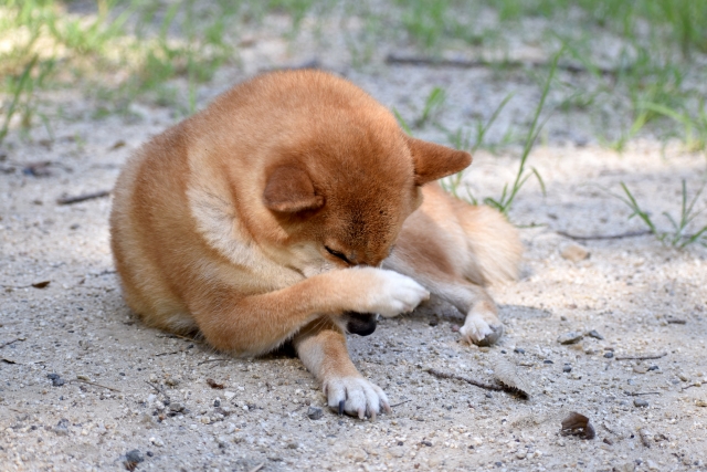 春に多い アレルギー性皮膚炎