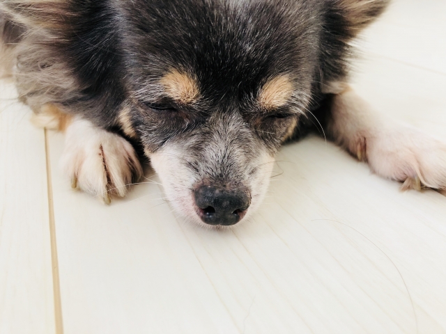春に多い アレルギー性皮膚炎