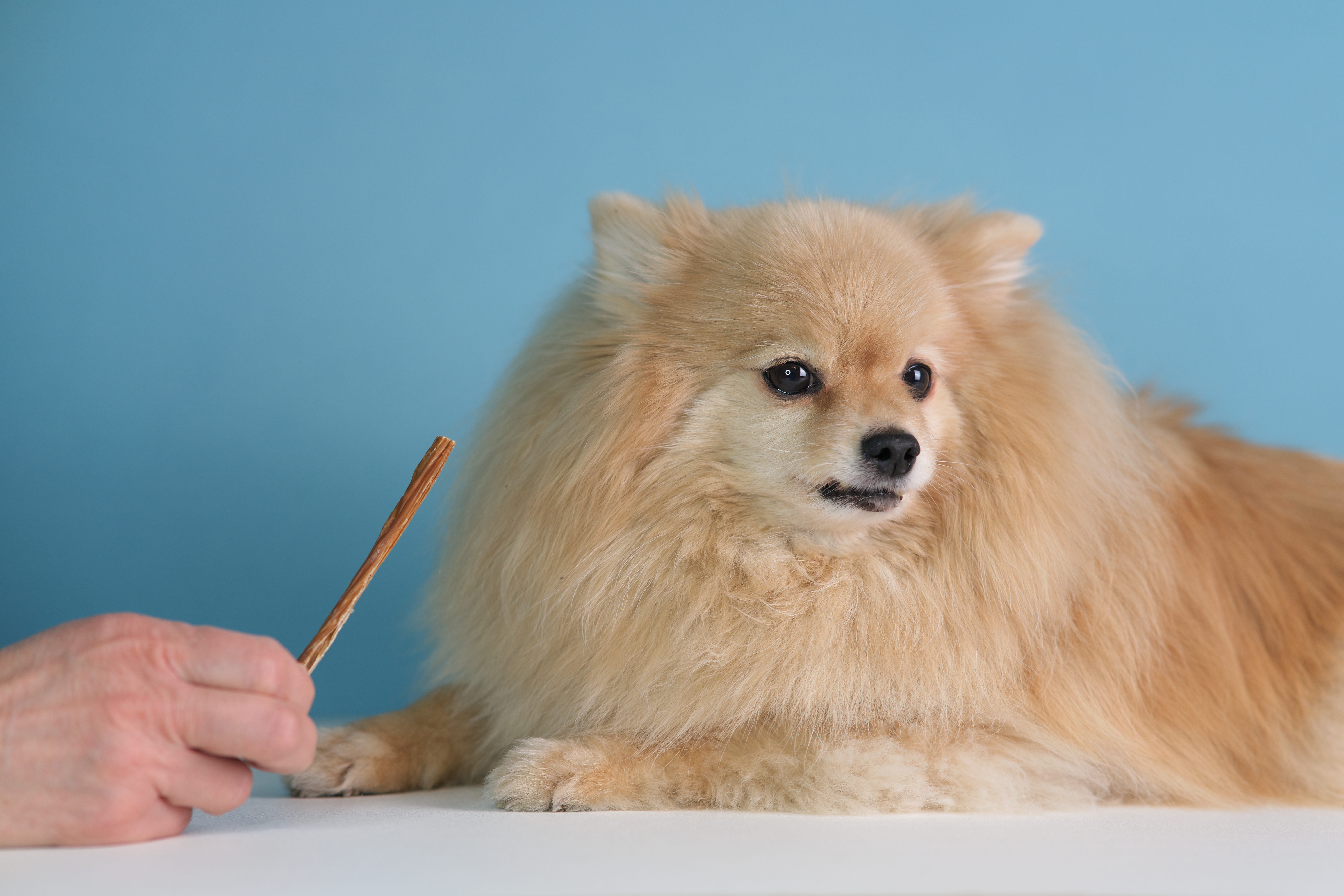 犬に起こる子宮内膜炎及び子宮蓄膿症