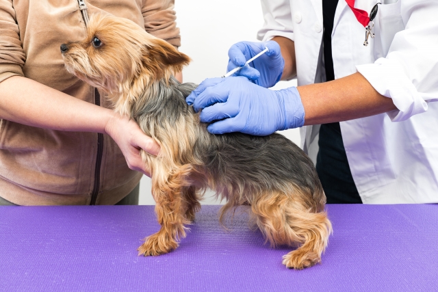 狂犬病ワクチンが必要な理由