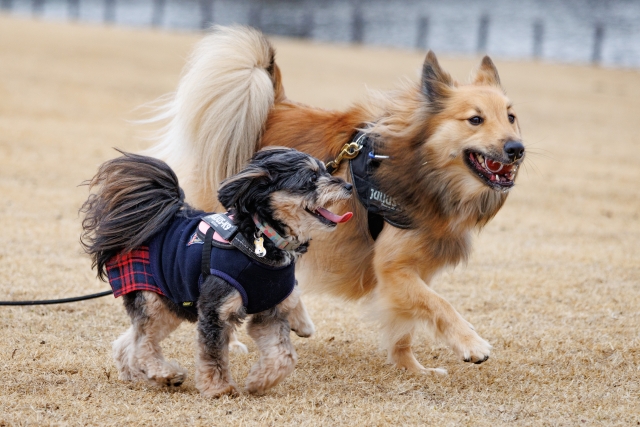 安全に暮らすためにも狂犬病ワクチンは大切!