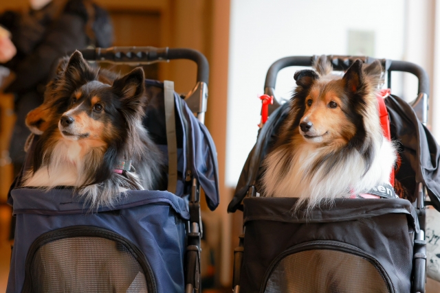 狂犬病ワクチンの接種方法