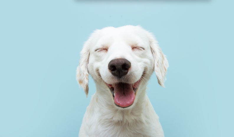 愛犬にストレスを感じさせない工夫やストレス発散の方法をご紹介