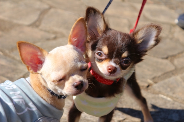 愛犬と一緒にいろんなところへお出かけしよう!