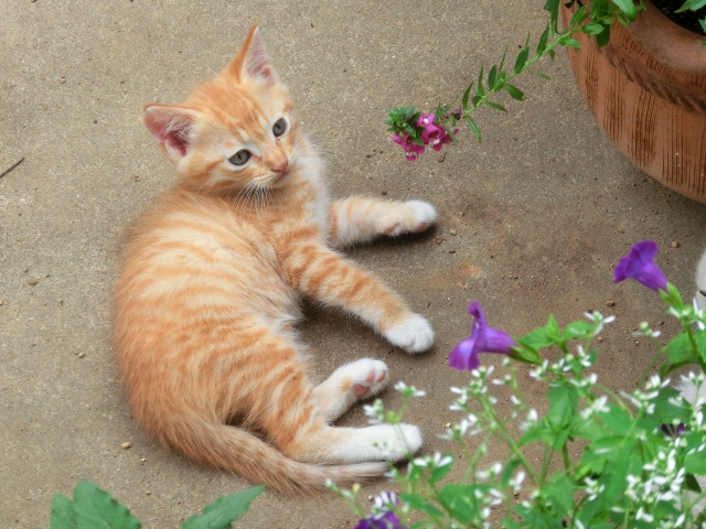 愛猫を守るためのリスク管理とは