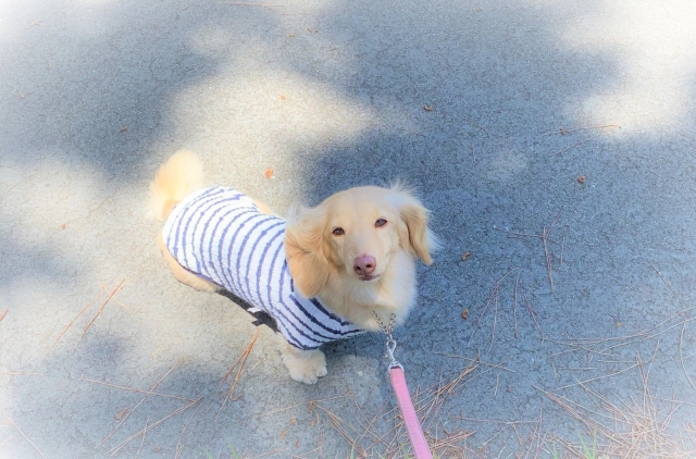 紫外線が犬に及ぼす影響