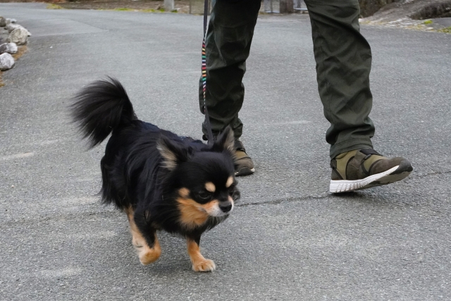 愛犬の紫外線対策は大切