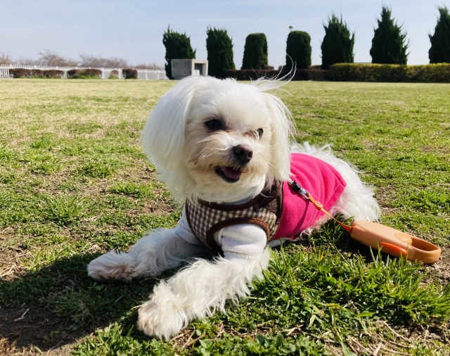 紫外線の影響を受けやすい犬の特徴