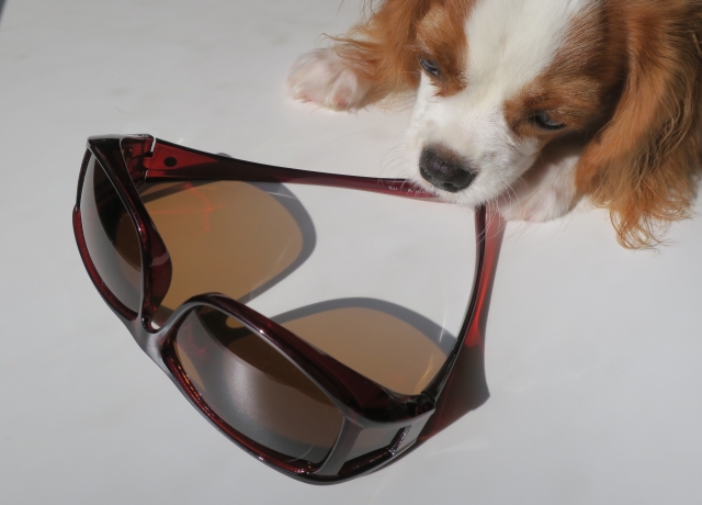 犬の紫外線対策