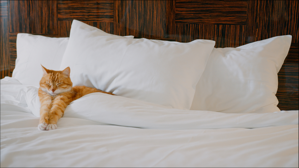 猫と泊まる旅行のおすすめ宿泊施設