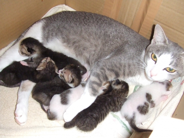 猫の出産時間はどれくらい