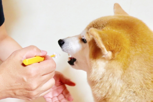 犬のお口のトラブルサイン