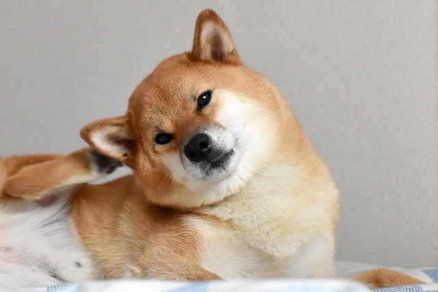 外耳炎の体験談・犬から大量の黒い耳垢が！