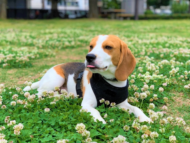 外耳炎の体験談・犬から大量の黒い耳垢が!