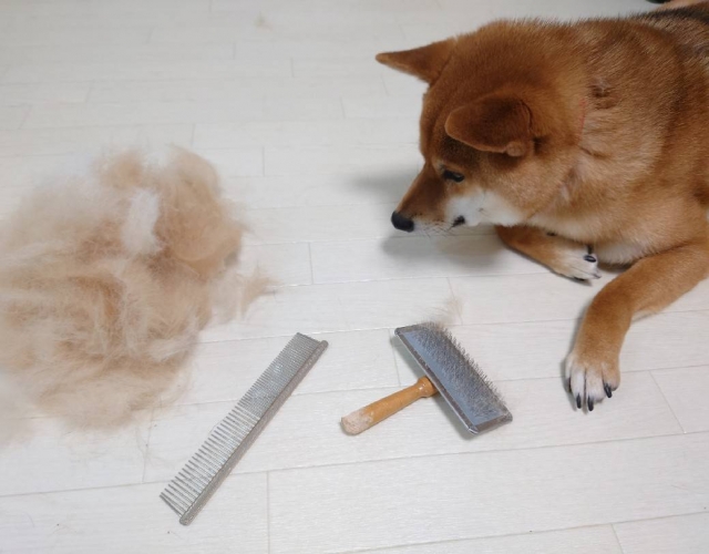 犬の換毛期はいつ?