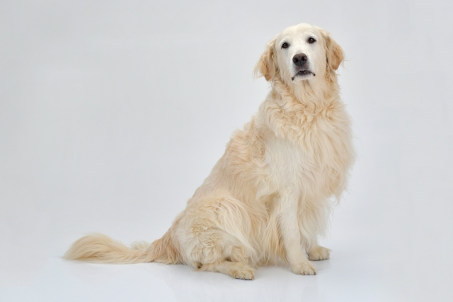 換毛期がある代表的な犬種
