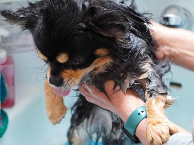 換毛期の愛犬におすすめのケア方法2つ