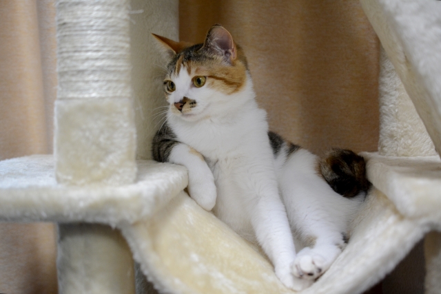 飼い主が留守の時も愛猫がストレスを感じないようにしてあげよう