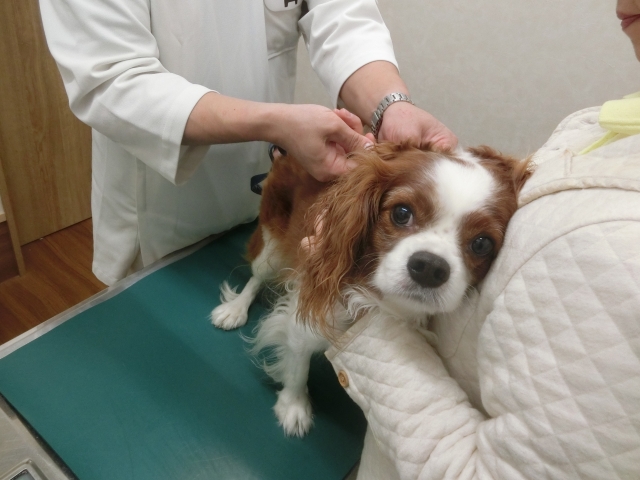 犬のフィラリア症を治療する方法