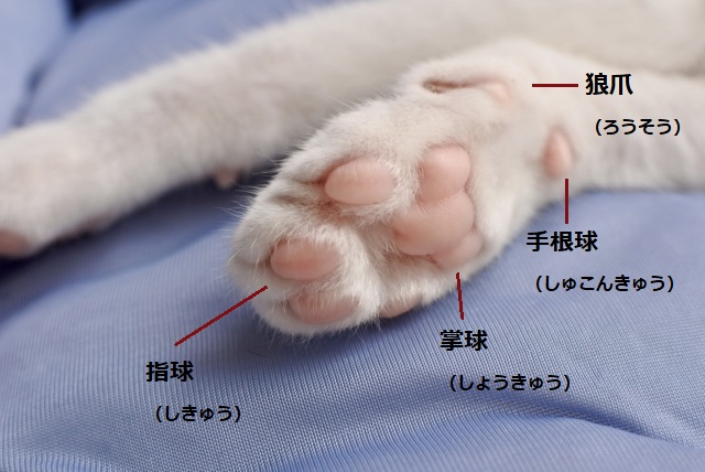 肉球の正式名称