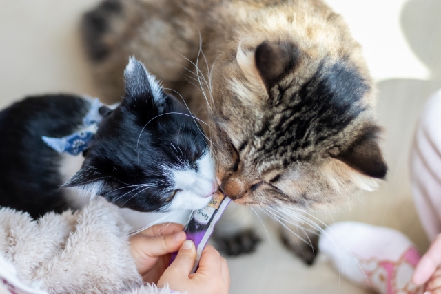 猫が夏を快適に過ごすためのポイント
