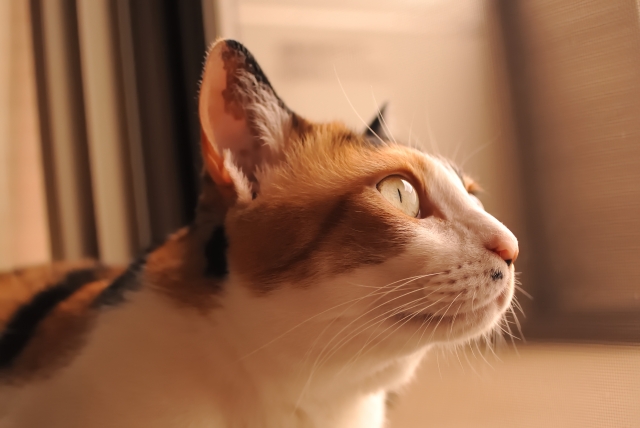 夏場の猫の病気とその対策