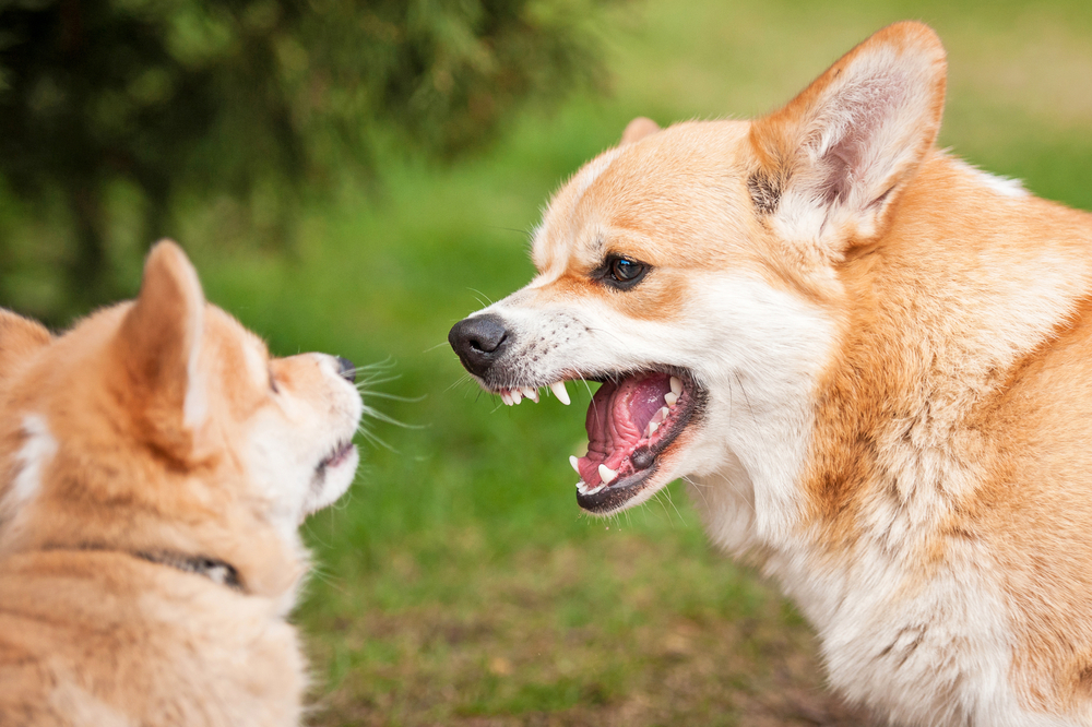 散歩中に他の人や犬に吠える