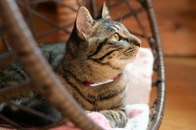 世界猫の人は