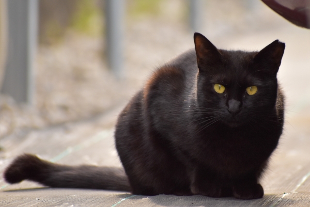世界各地の猫の日は違うの？