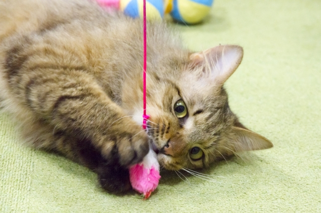 「世界猫の日」に出来ることはある?