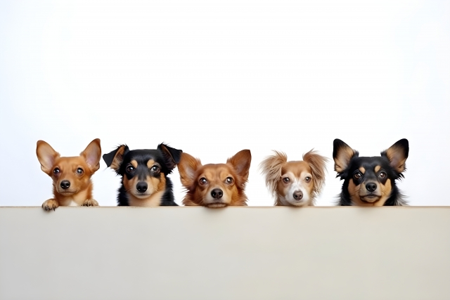 National Dog Dayは犬に対する感謝の日