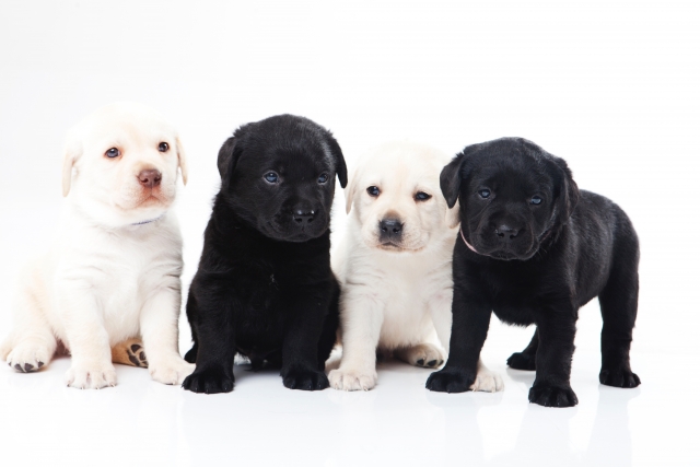 National Dog Dayとは?
