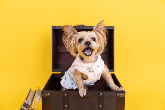 National Dog Dayには何をする?
