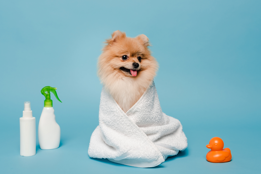 犬のシャンプーについて