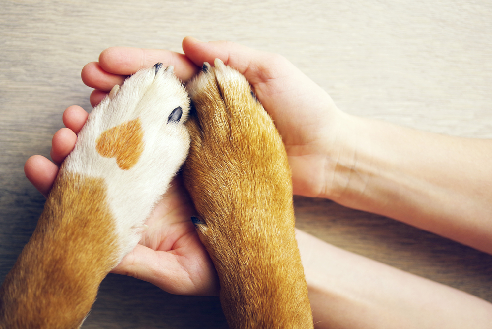 9月20日から26日は動物愛護週間!開催されるイベントからおすすめの過ごし方までをご紹介