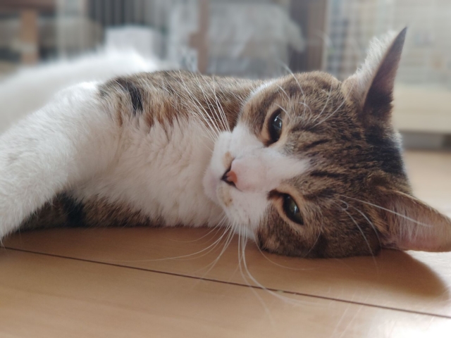 猫の食欲不振が続くと起こる可能性がある健康問題