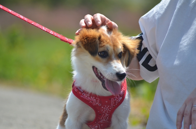 犬の日は愛犬にたくさんの愛情を注ぎましょう!