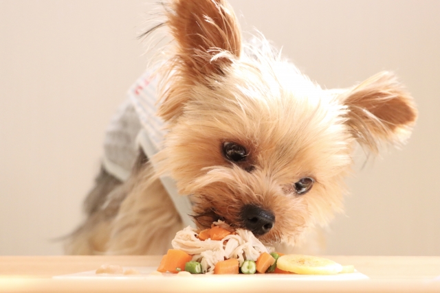 犬の日のおすすめの過ごし方