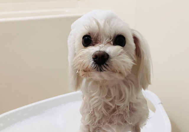 犬の花粉症対策