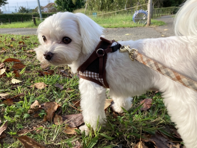 犬の花粉症対策