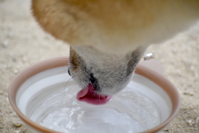 膀胱炎の予防方法