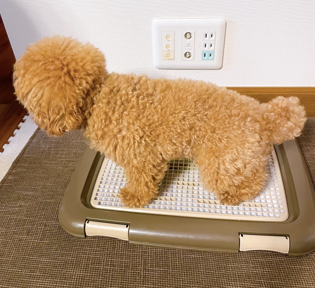 膀胱炎の症状とは