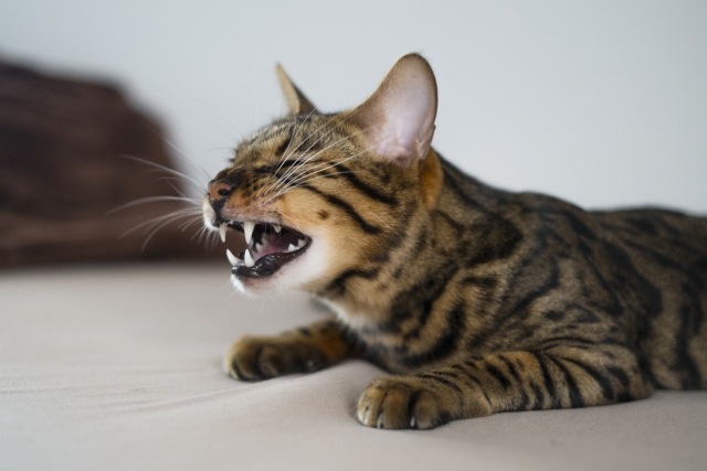 猫風邪の3つ症状と特徴