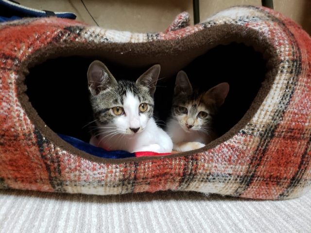 猫風邪の感染経路と感染源